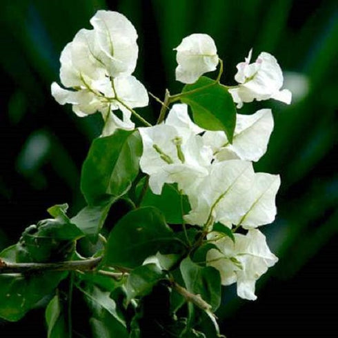 Bougainvillea - Plant